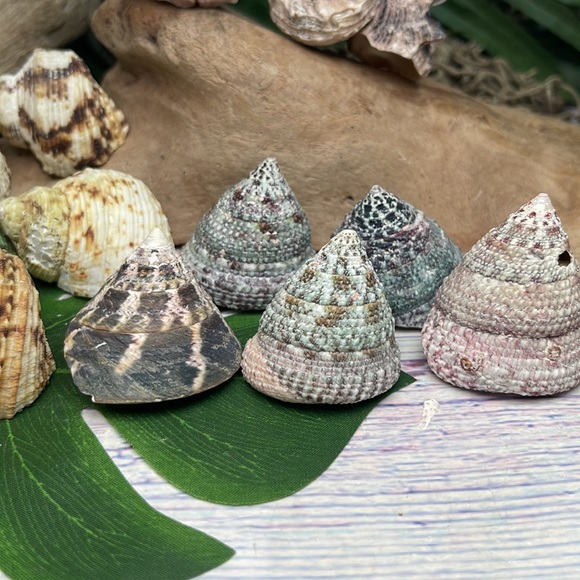 13 Assorted Turbo / Top / Delphinium Seashells Hermit Crabs Changing Nautical - Picture 5 of 12